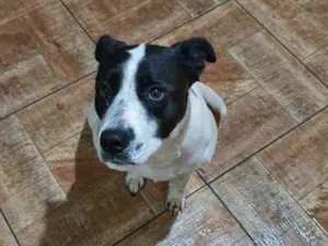 Cachorro raça SRD-ViraLata idade 1 ano nome Lambada