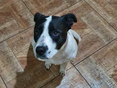 Cachorro raça SRD-ViraLata idade 1 ano nome Lambada