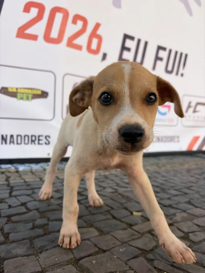 Cachorro raça SRD-ViraLata idade 2 a 6 meses nome Filhotes 
