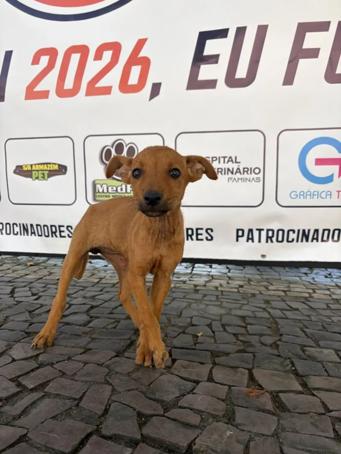 Cachorro raça SRD-ViraLata idade 2 a 6 meses nome Filhotes 
