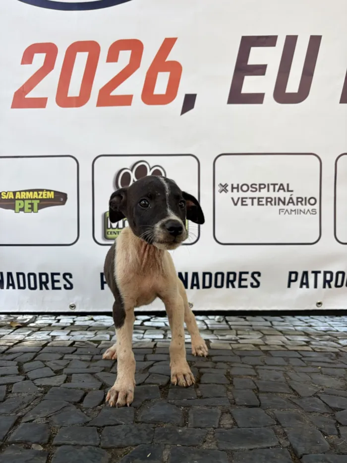 Cachorro raça SRD-ViraLata idade 2 a 6 meses nome Filhotes 