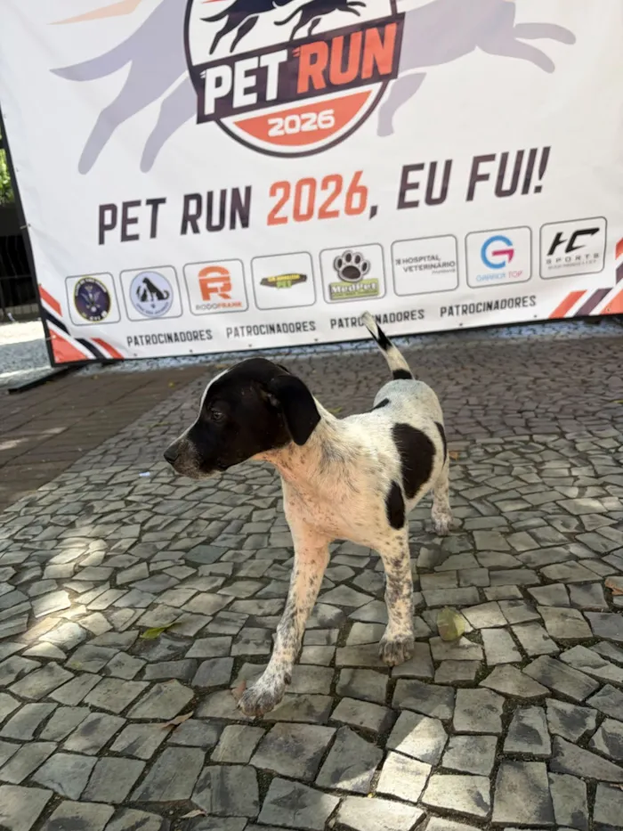 Cachorro raça SRD-ViraLata idade 2 a 6 meses nome Filhotes 