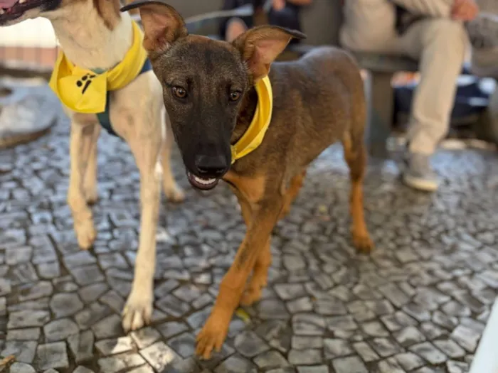 Cachorro raça SRD-ViraLata idade 2 a 6 meses nome Docinho