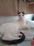 Angelina