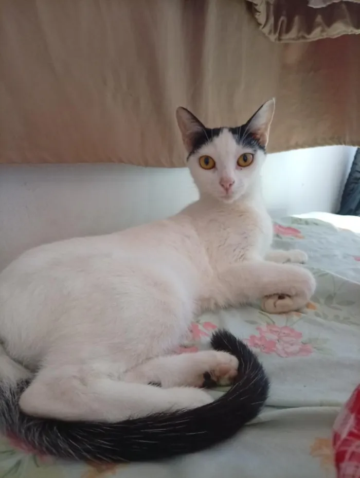 Gato raça SRD-ViraLata idade 2 anos nome Angelina