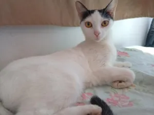 Gato raça SRD-ViraLata idade 2 anos nome Angelina