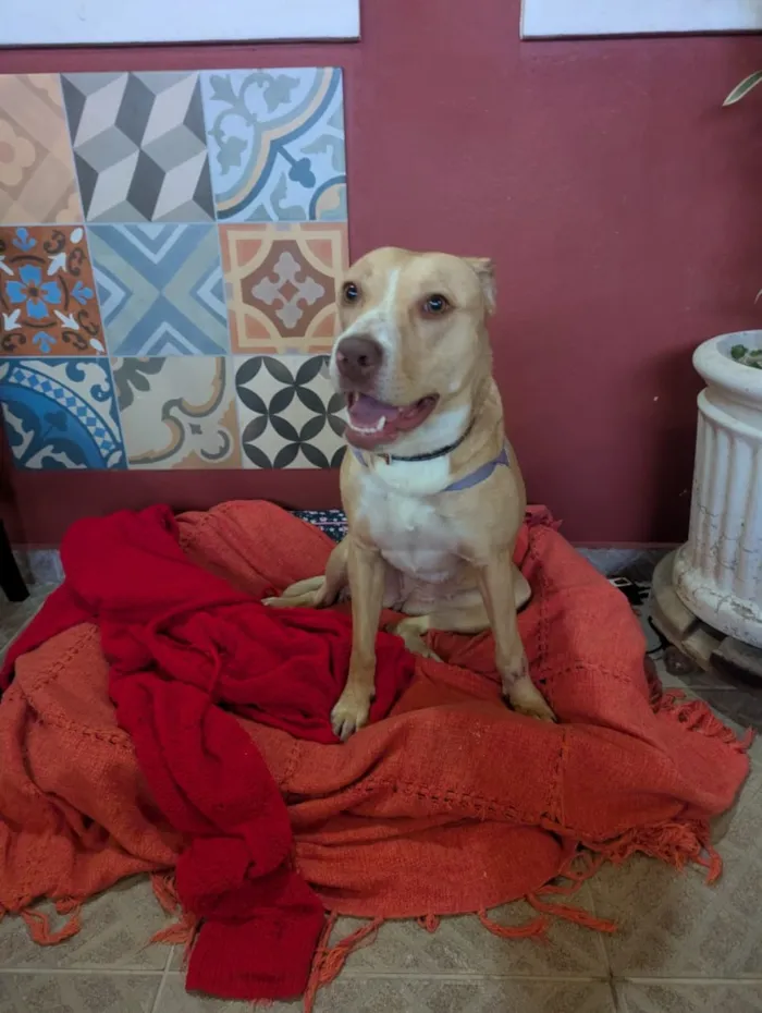 Cachorro raça SRD-ViraLata idade 1 ano nome Meg