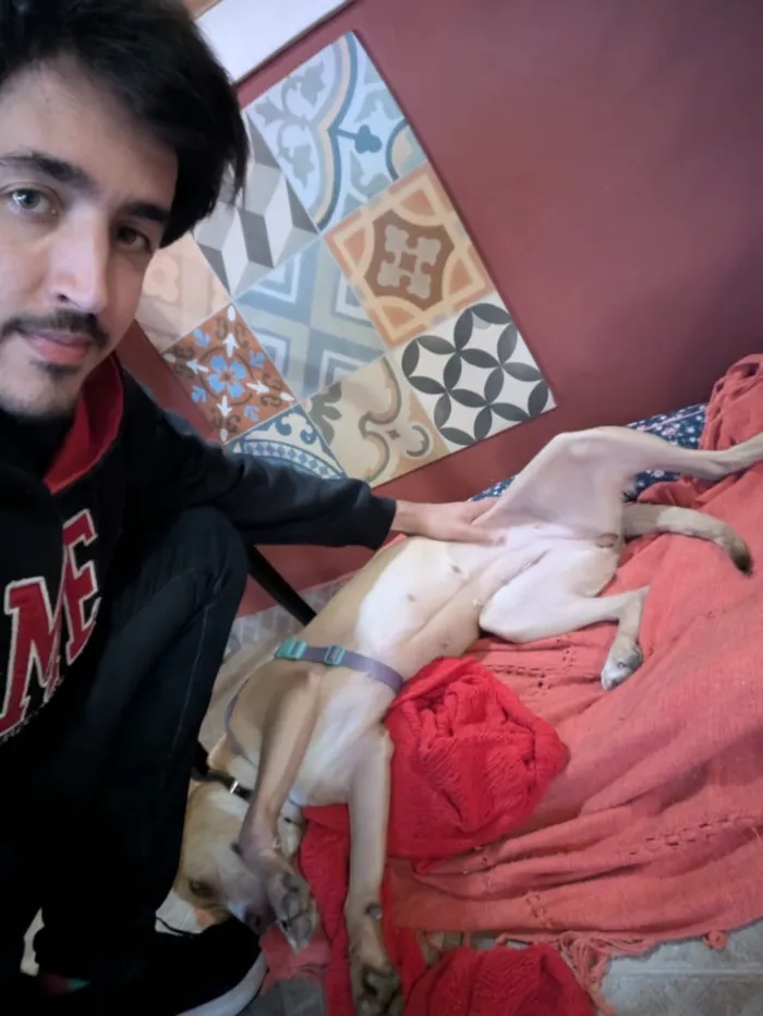 Cachorro raça SRD-ViraLata idade 1 ano nome Meg