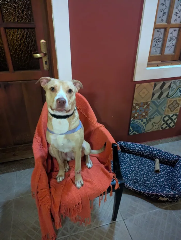 Cachorro raça SRD-ViraLata idade 1 ano nome Meg