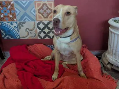 Cachorro raça SRD-ViraLata idade 1 ano nome Meg