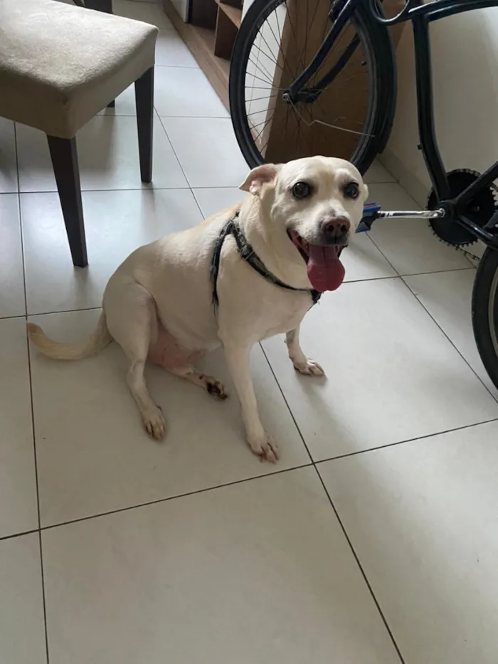 Cachorro raça SRD-ViraLata idade 6 ou mais anos nome Olie