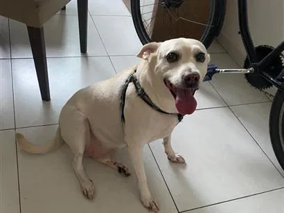 Cachorro raça SRD-ViraLata idade 6 ou mais anos nome Olie