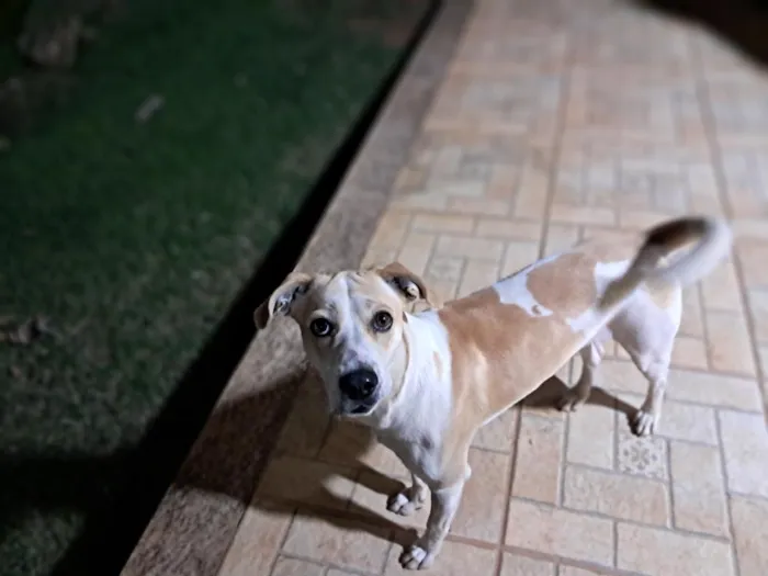 Cachorro raça SRD-ViraLata idade 1 ano nome Thor