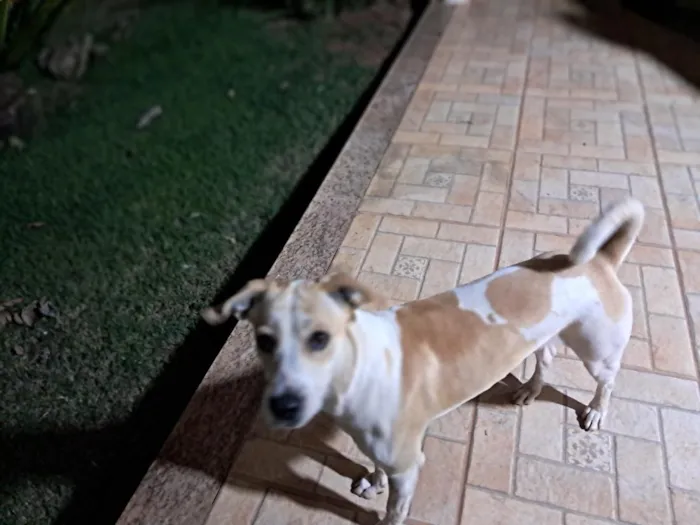 Cachorro raça SRD-ViraLata idade 1 ano nome Thor