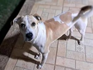 Cachorro raça SRD-ViraLata idade 1 ano nome Thor