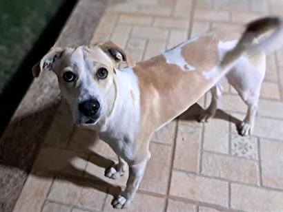 Cachorro raça SRD-ViraLata idade 1 ano nome Thor