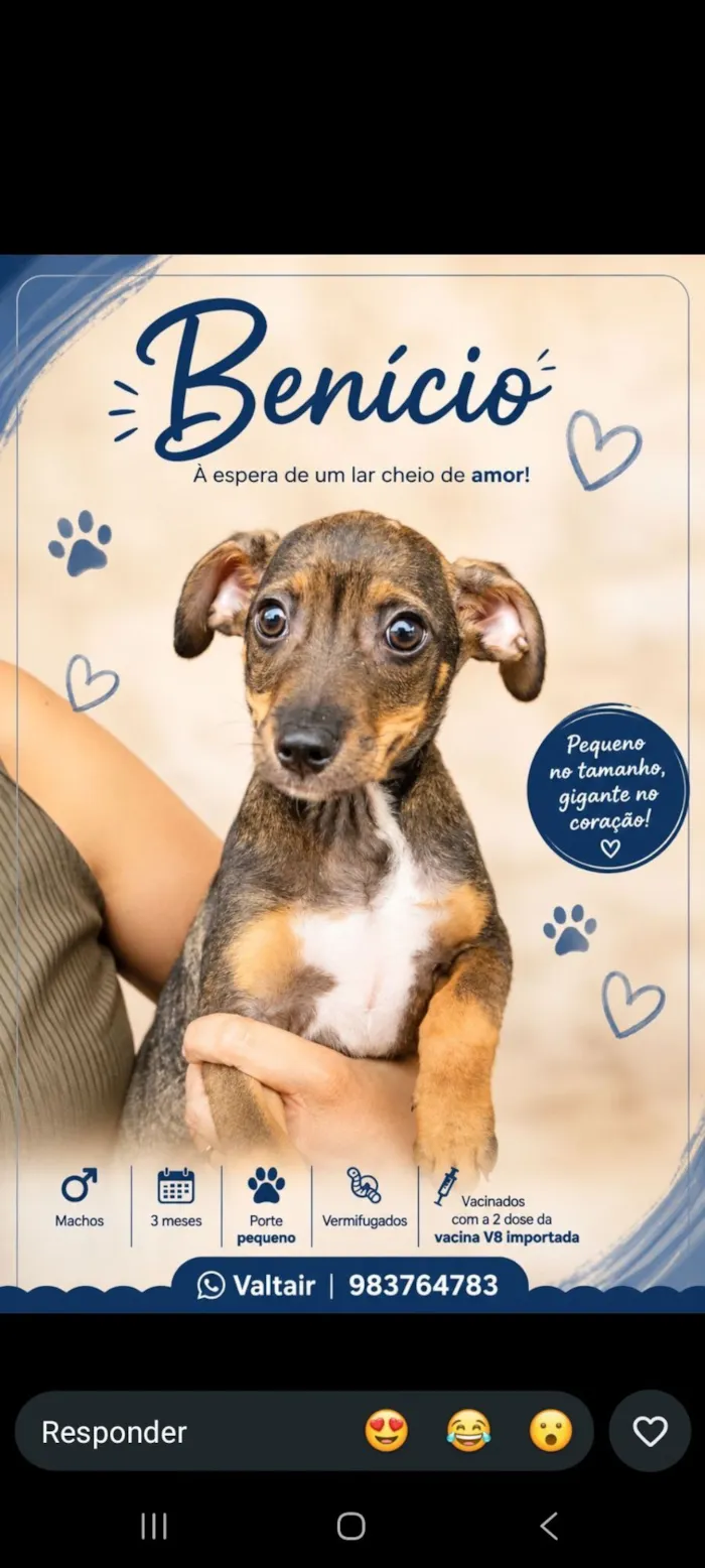 Cachorro raça SRD-ViraLata idade 2 a 6 meses nome Benício