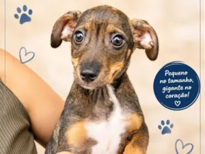 Cachorro raça SRD-ViraLata idade 2 a 6 meses nome Benício