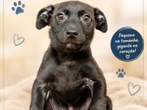 Cachorro raça SRD-ViraLata idade 2 a 6 meses nome Enzo 