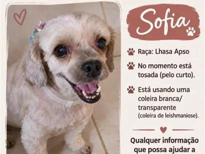 Cachorro raça Lhasa Apso idade 6 ou mais anos nome Sofia