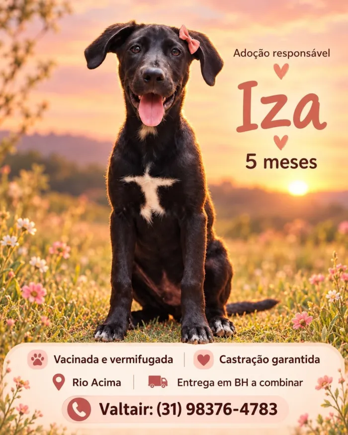 Cachorro raça SRD-ViraLata idade 2 a 6 meses nome Dalila
