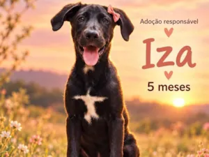 Cachorro raça SRD-ViraLata idade 2 a 6 meses nome Dalila