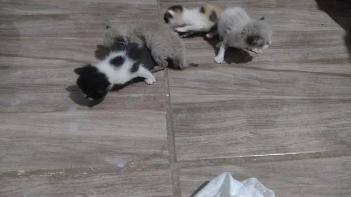 Gato raça SRD-ViraLata idade Abaixo de 2 meses nome não tem 
