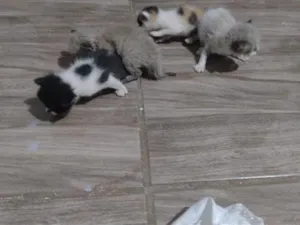 Gato raça SRD-ViraLata idade Abaixo de 2 meses nome não tem 