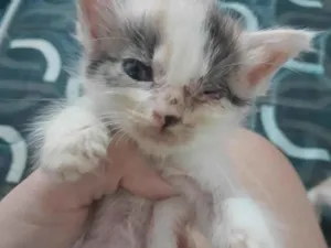 Gato raça SRD-ViraLata idade 2 a 6 meses nome Filhotes de gato