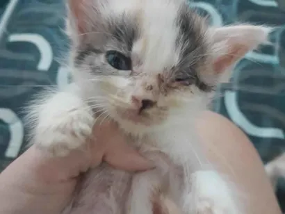 Gato raça SRD-ViraLata idade 2 a 6 meses nome Filhotes de gato