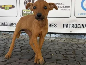 Cachorro raça SRD-ViraLata idade 2 a 6 meses nome Filhotes 