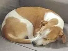 Cachorro raça SRD-ViraLata idade 4 anos nome Baby