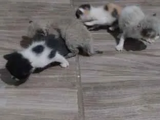 Gato raça SRD-ViraLata idade Abaixo de 2 meses nome não tem 