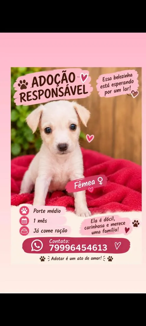 Cachorro raça SRD-ViraLata idade Abaixo de 2 meses nome filhotes