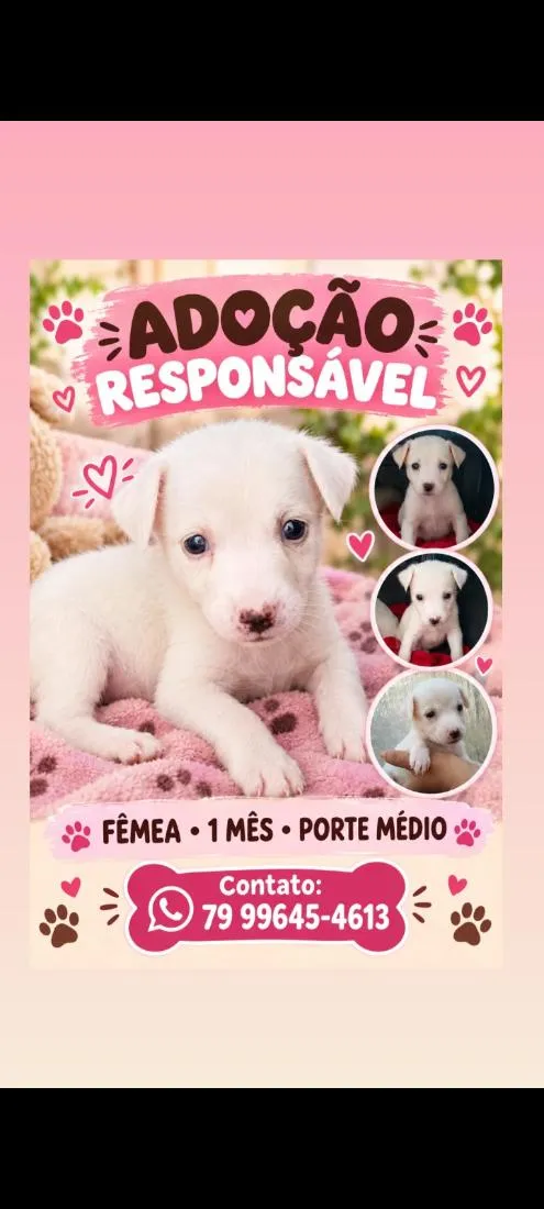 Cachorro raça SRD-ViraLata idade Abaixo de 2 meses nome filhotes