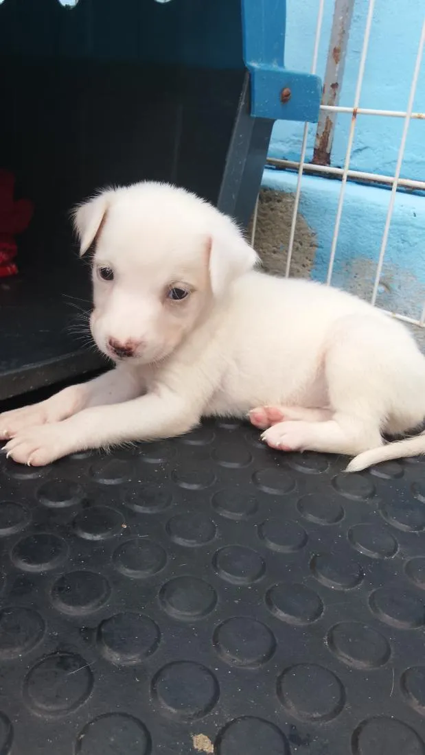 Cachorro raça SRD-ViraLata idade Abaixo de 2 meses nome filhotes