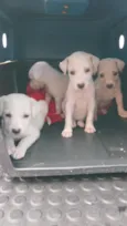 filhotes