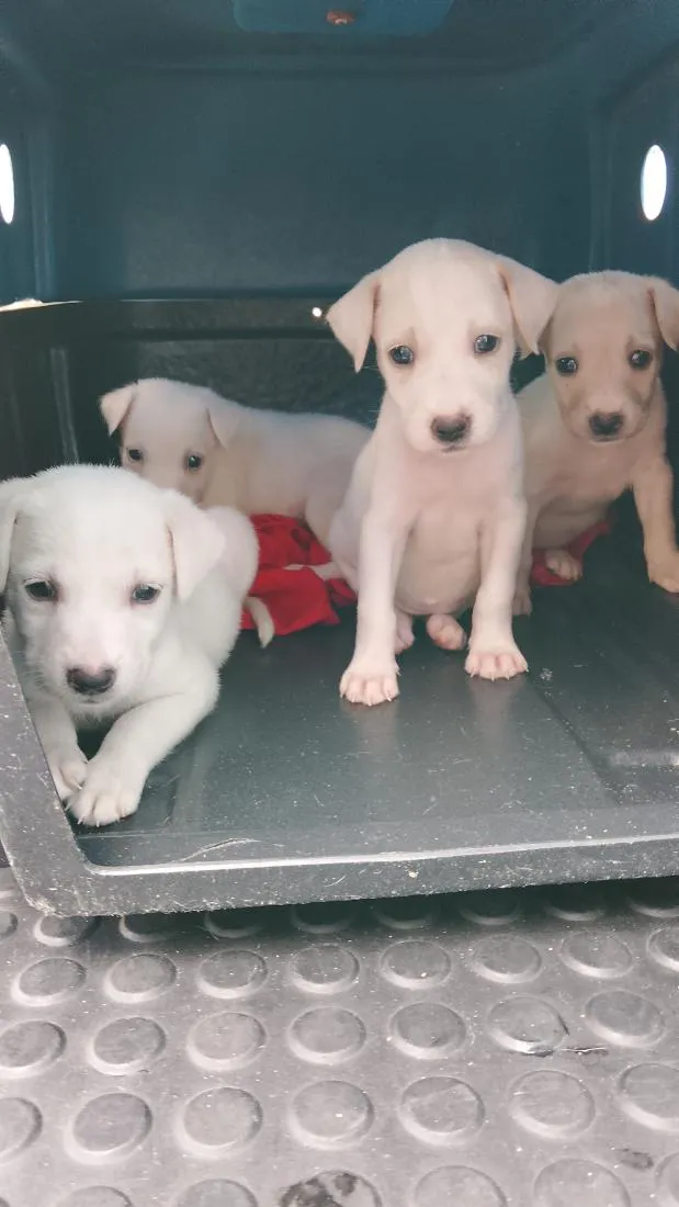 Cachorro raça SRD-ViraLata idade Abaixo de 2 meses nome filhotes