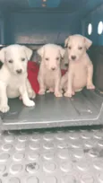 filhotes
