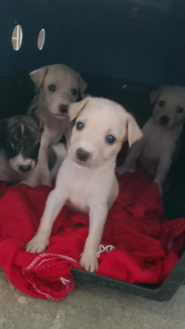 Cachorro raça SRD-ViraLata idade Abaixo de 2 meses nome filhotes