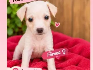 Cachorro raça SRD-ViraLata idade Abaixo de 2 meses nome filhotes