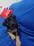 Maya