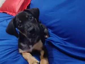 Cachorro raça SRD-ViraLata idade 2 a 6 meses nome Maya