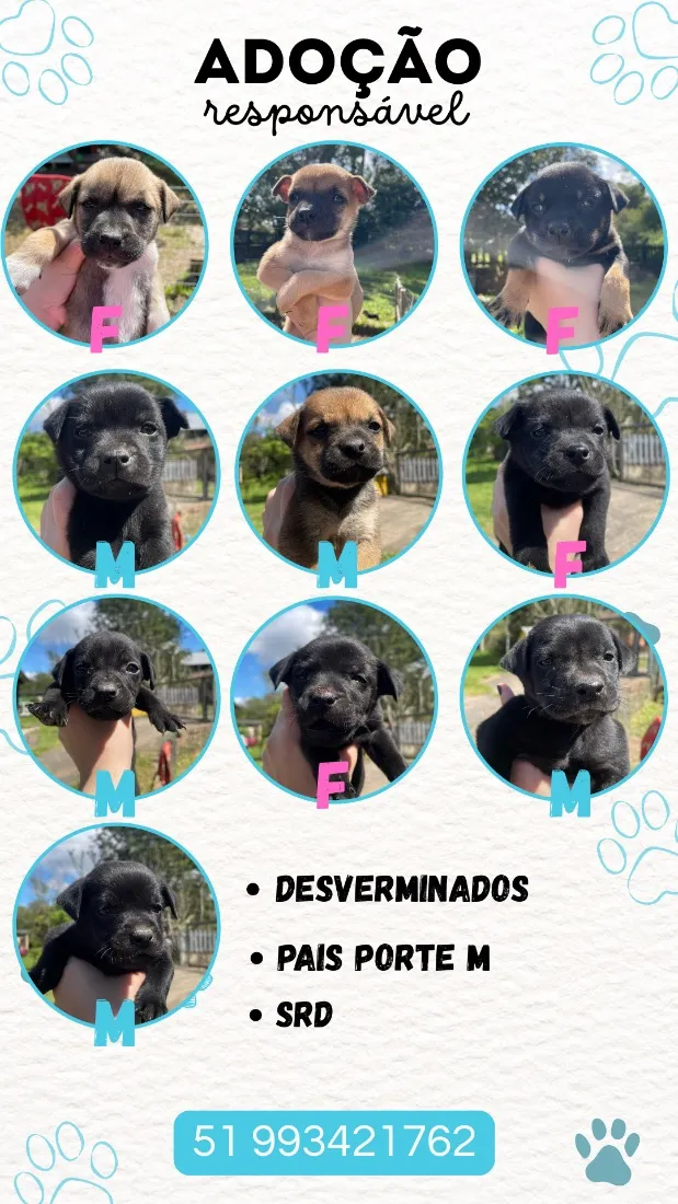 Cachorro raça SRD-ViraLata idade Abaixo de 2 meses nome Filhotes 