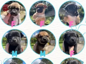 Cachorro raça SRD-ViraLata idade Abaixo de 2 meses nome Filhotes 