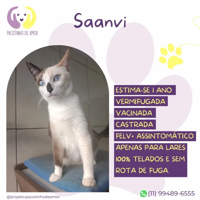 Gato raça Siamês idade 1 ano nome Saanvi