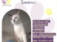 Saanvi