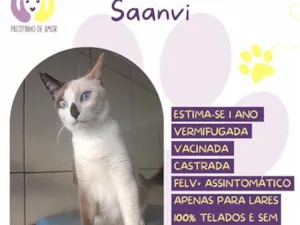 Gato raça Siamês idade 1 ano nome Saanvi