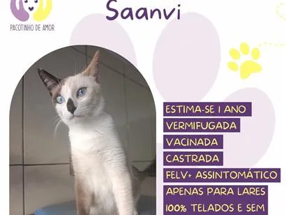 Gato raça Siamês idade 1 ano nome Saanvi