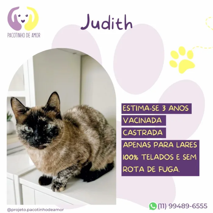 Gato raça SRD-ViraLata idade 3 anos nome Judith